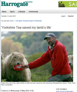 "Yorkshire Tea saved my lamb's life"